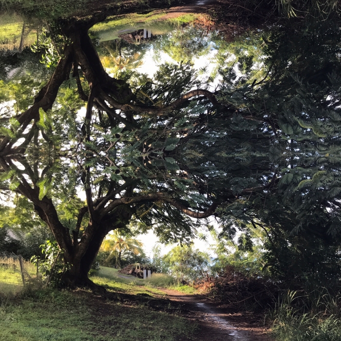Martinique arbre symétrie